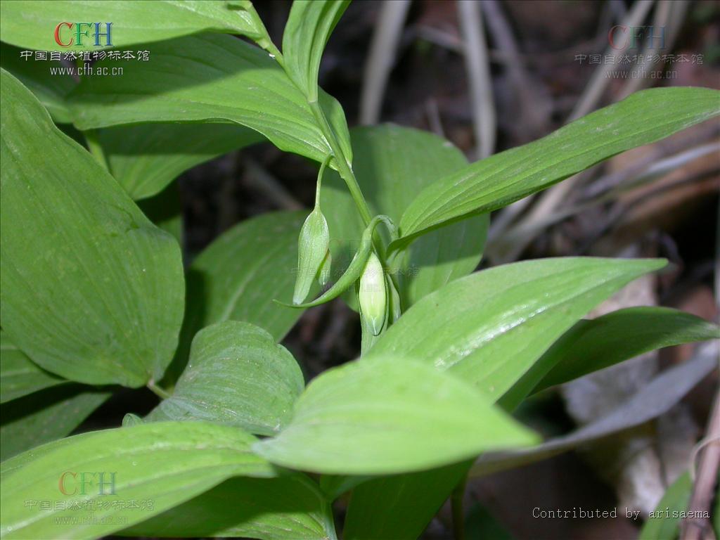  p>长苞黄精(学名: i>polygonatum desoulayi /i> kom.