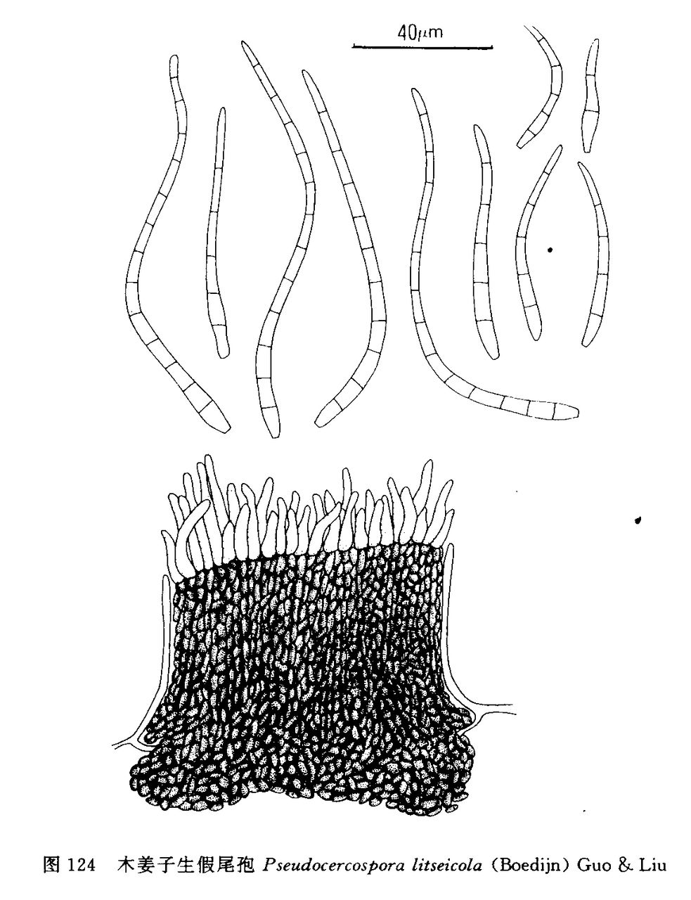 0mm,有时几个斑点愈合,最初仅为褐色小点,分生孢子倒棍棒形至圆柱-倒