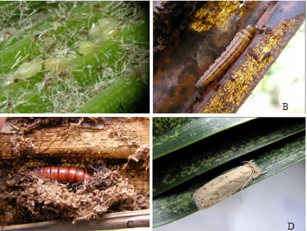  p>椰子织蛾,属 a target="_blank" href="/item/鳞翅目/1534992"