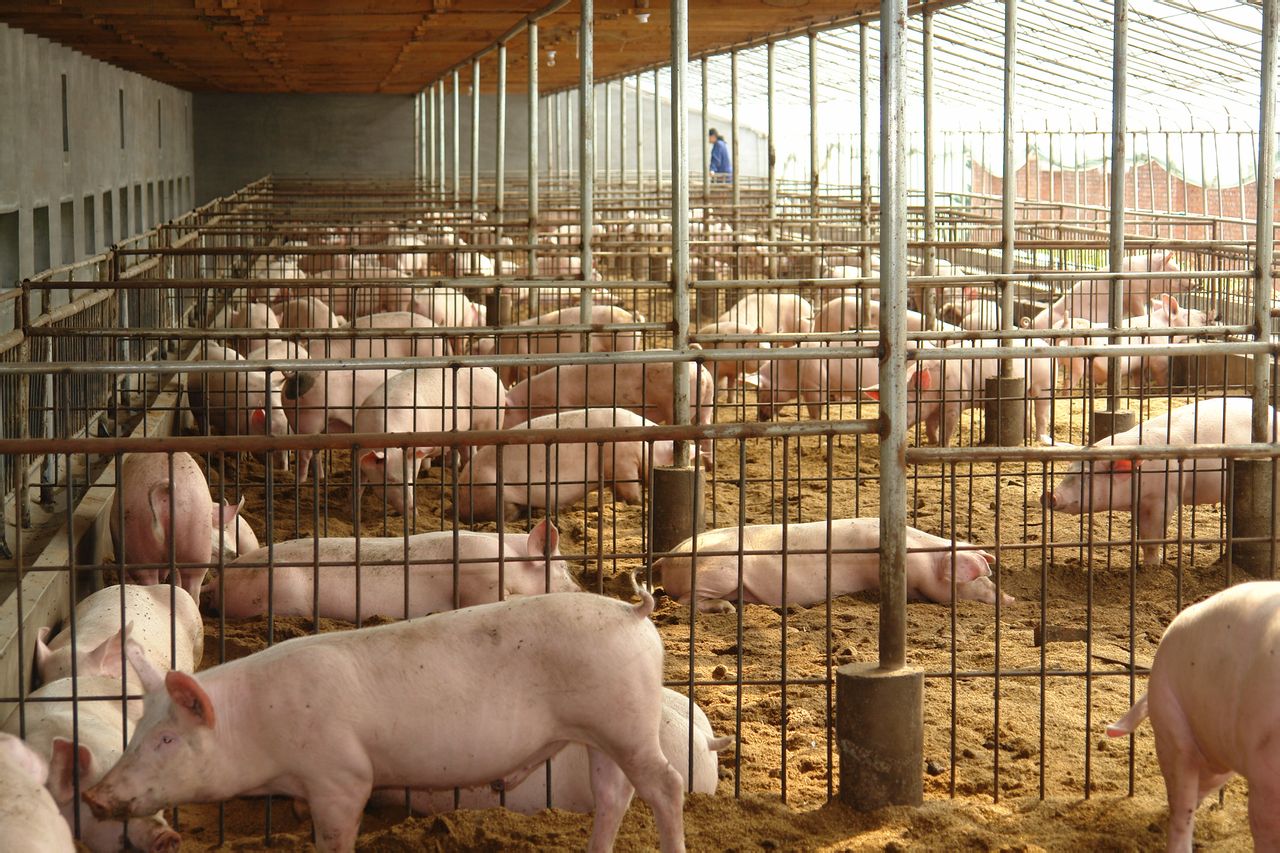  p>斯格猪原产于 a target="_blank" href="