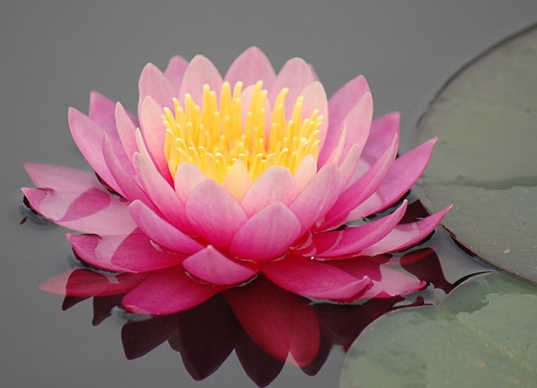  p>印度红睡莲(学名: i>nymphaea rubra /i> roxb.