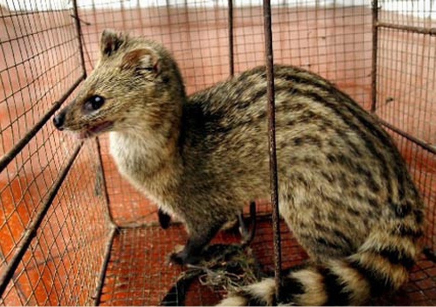  p>小灵猫(学名: i>viverricula indica /i>),俗称七间狸,乌脚狸,箭猫