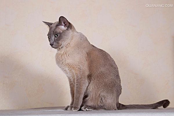 tonkinese