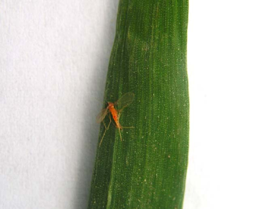 主要有麦黄吸浆虫和麦红吸浆虫两种