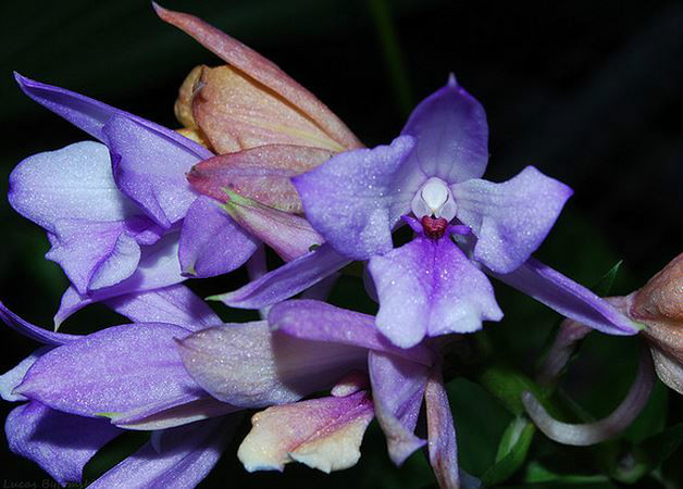  p>长距虾脊兰(学名: i>calanthe sylvatica /i>  (thou.) lindl.