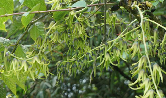  p>猫儿屎属(学名:decaisnea hook. f. et thoms. ,decaisnea hook.