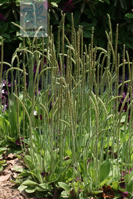  p>北车前,为 a href="#" data-lemmaid="2297624">车前科 /a>, a