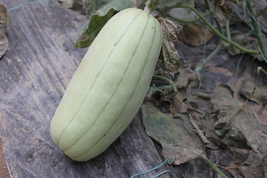 脆瓜的瓜皮极薄,果实脆嫩,具有良好的口感和丰富的