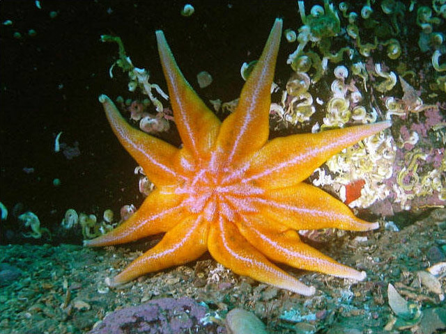  p data-id="gntm6yg613">海星(asteroidea):是 a target="_blank"