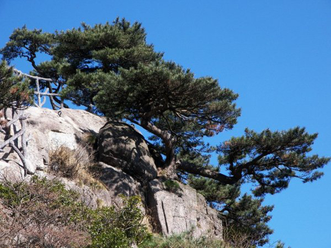 黄山卧龙松