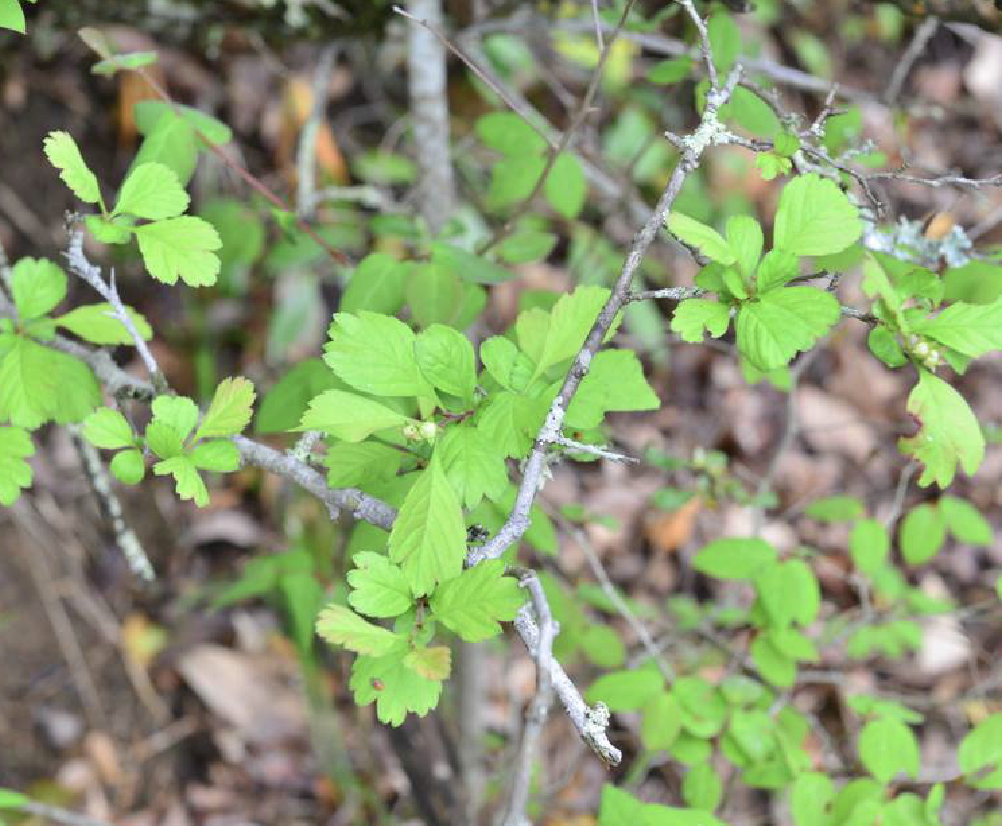  p>野山楂(学名: i>crataegus cuneata /i> sieb. et zucc.