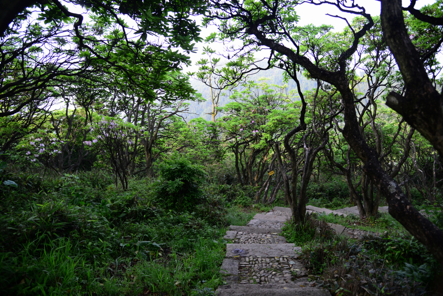  p data-id="gnwl1yeses">浙江华顶国家森林公园是天台山国家风景名胜