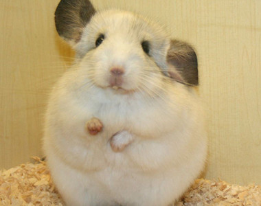  p> a target="_blank" href="/item/毛丝鼠/3032766" data-lemmaid="