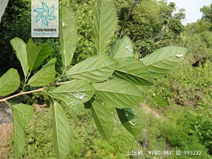 土坛树