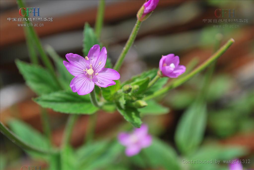 epilobium parviflorum schreber