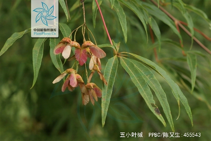 五小叶槭