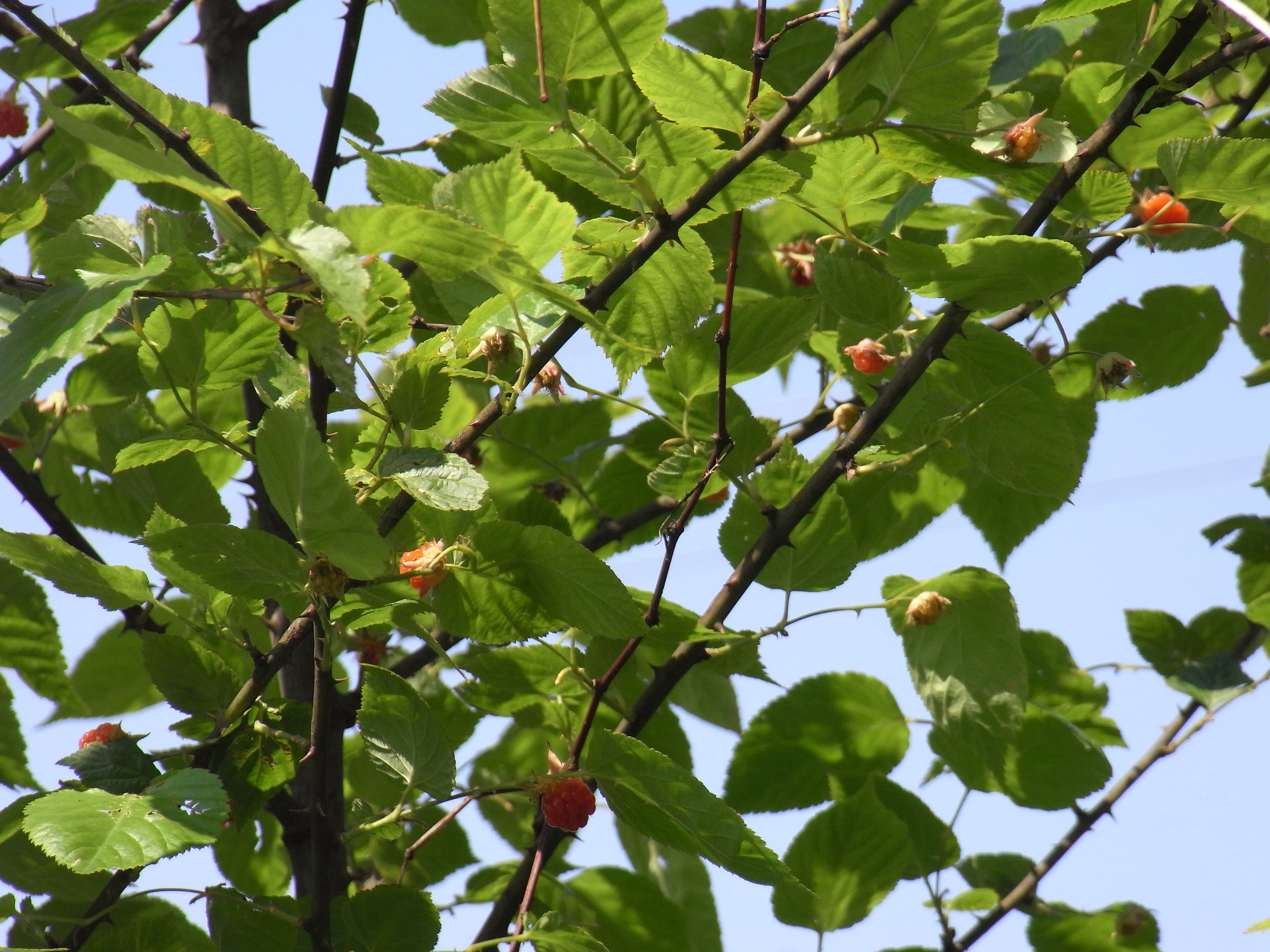 桑科,桑属落叶 a data-lemmaid="33239">乔木 /a>或灌木,无刺;冬芽具