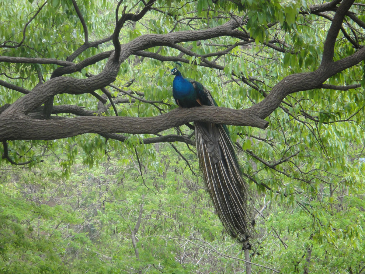 凤鸣谷森林公园