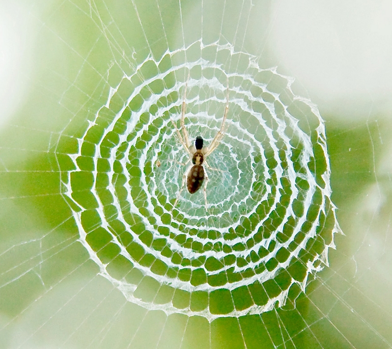 是涡蛛属30种小型 a target="_blank" href=