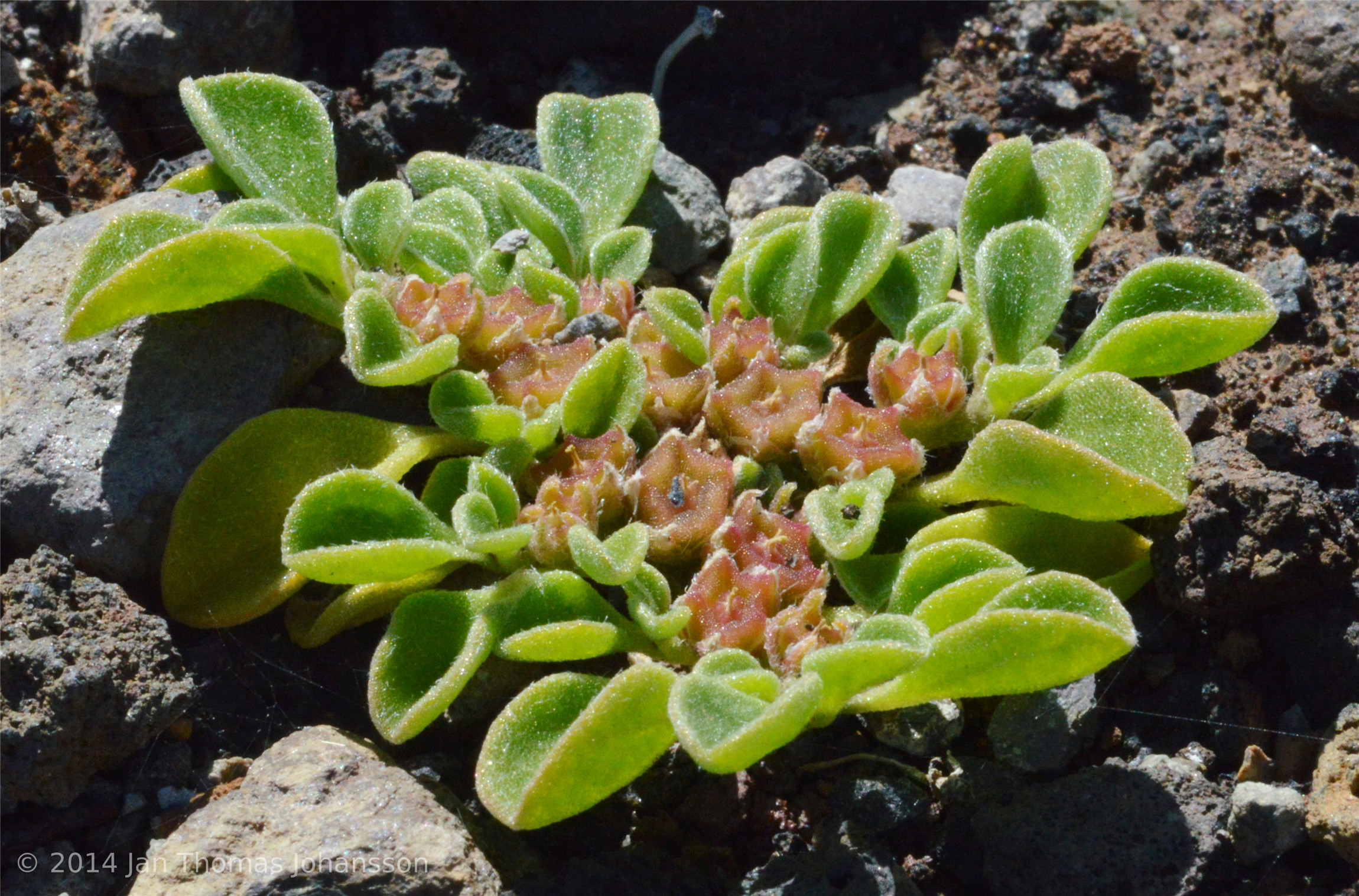  p>番杏科(学名:aizoaceae)是石竹目下的一个科,一年生或多年生草本或