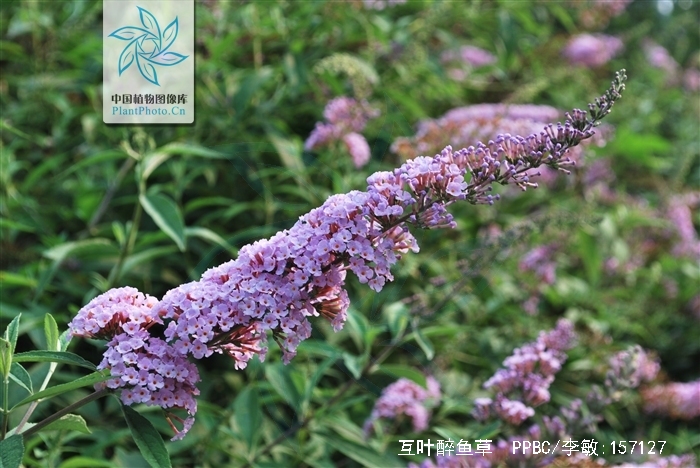  p>互叶醉鱼草(学名:buddleja alternifolia maxim),醉鱼草属.