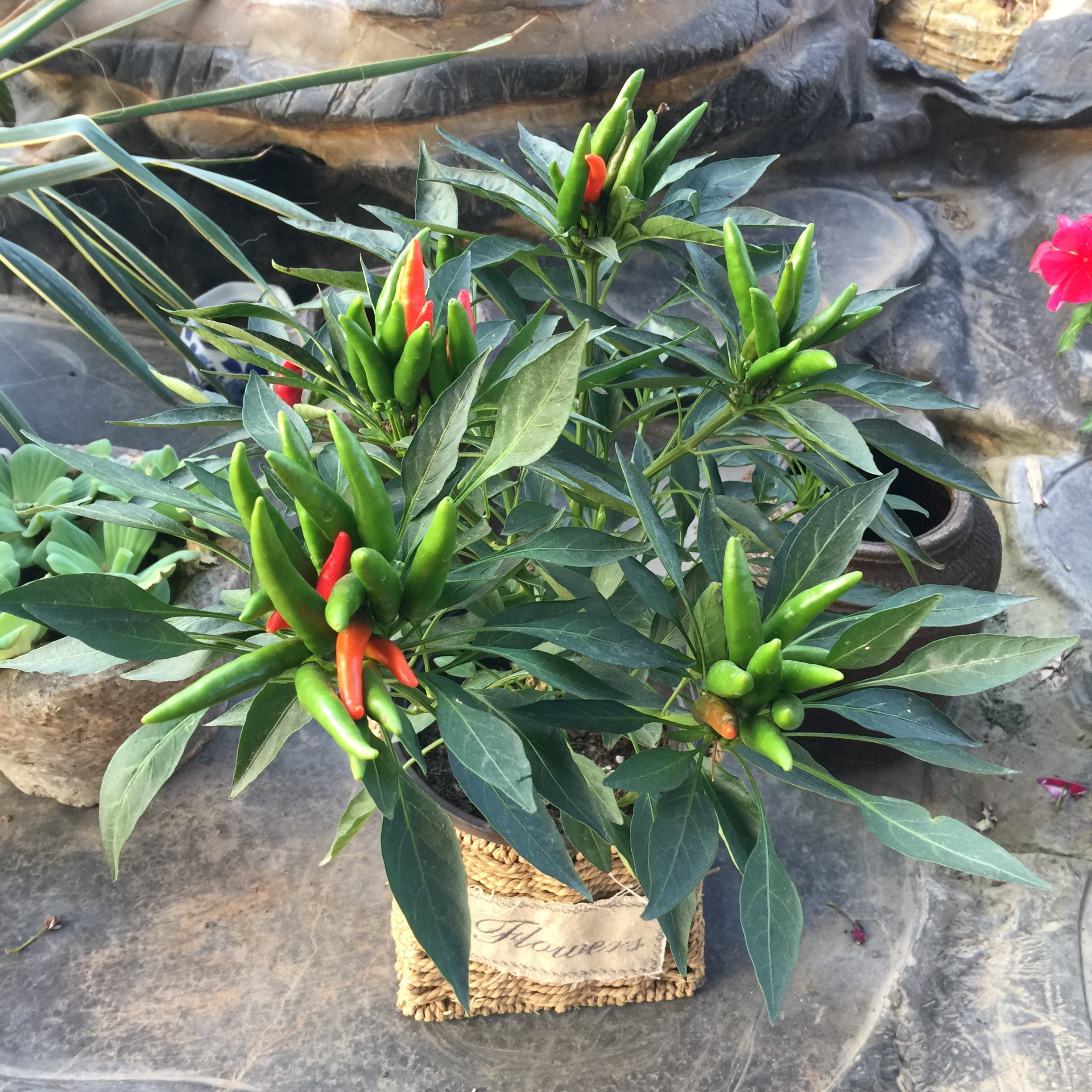  p>观赏辣椒,观赏辣椒根系发达,茎直立,茎部木质化,分枝能力强,分枝