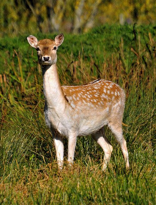  p>黇鹿(学名: i>dama dama /i>):是鹿科的一种 a href="#">反刍动物 