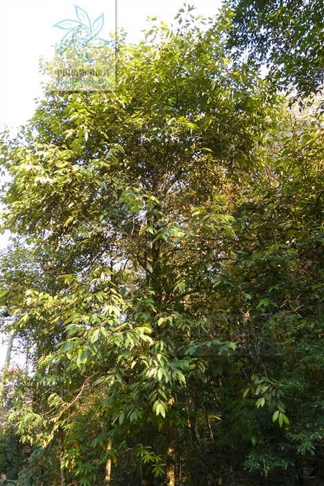 大叶樟（多种植物别称）_百度百科
