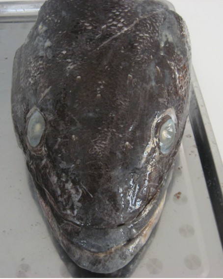  p>小鳞犬牙南极鱼(patagonian toothfish),亦称"犬牙鱼","美露鳕","