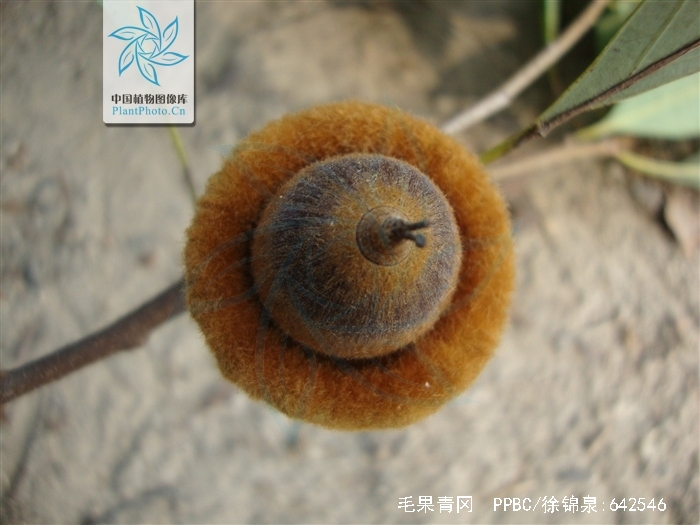  p>毛果青冈(学名: i>cyclobalanopsis pachyloma /i> (seem.