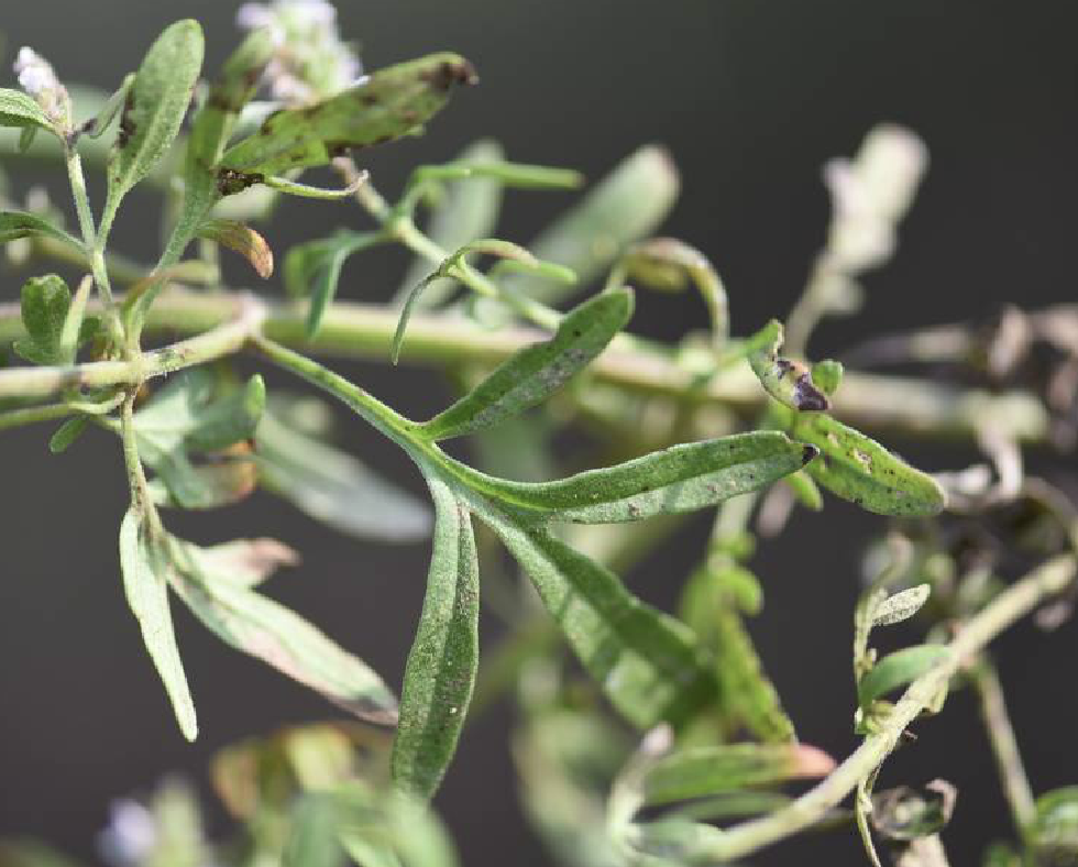 briq.)是唇形科,裂叶荆芥属植物.