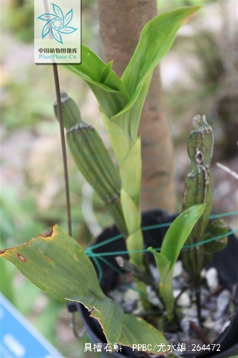  p>具槽石斛(学名: i>dendrobium stuposum /i>  lindl.