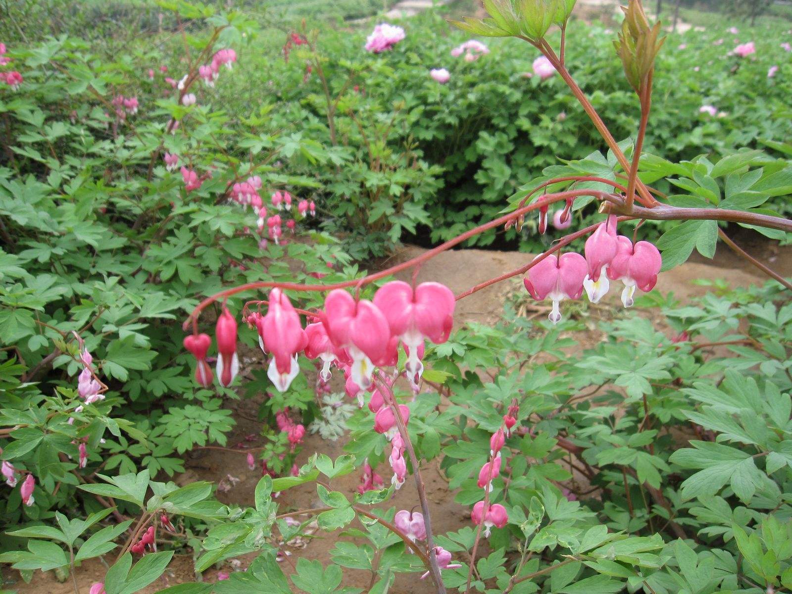 茎直立或近无茎,单轴或合轴.叶多回羽状分裂或为三出复叶.