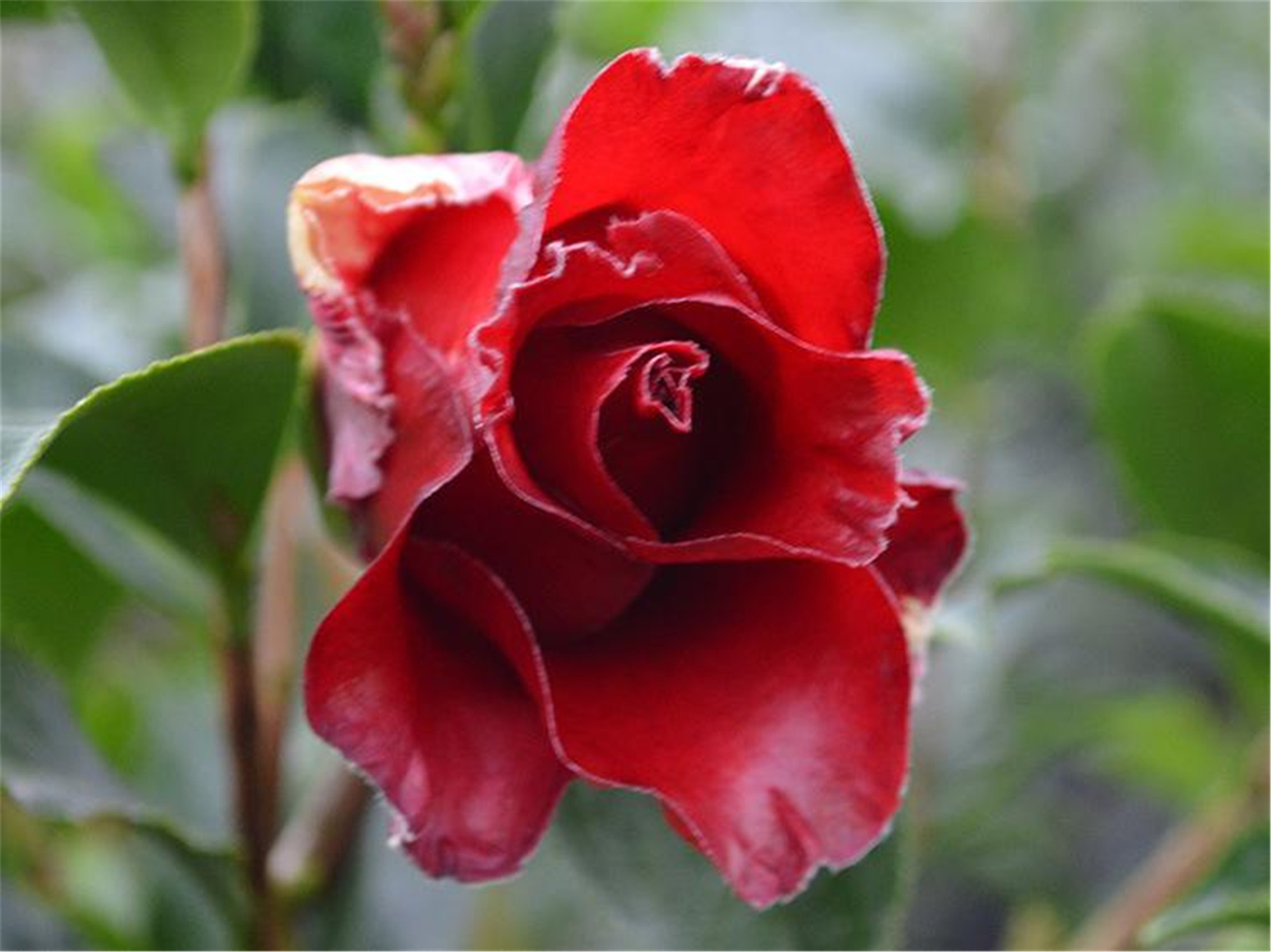 黑魔法茶花