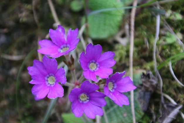 primula ovalifolia franch.