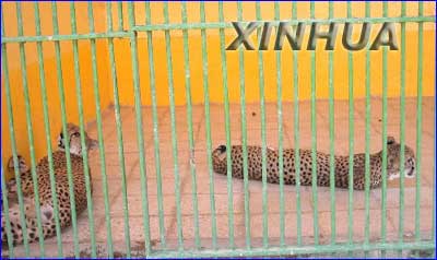 uday saddam hussein al-tikriti