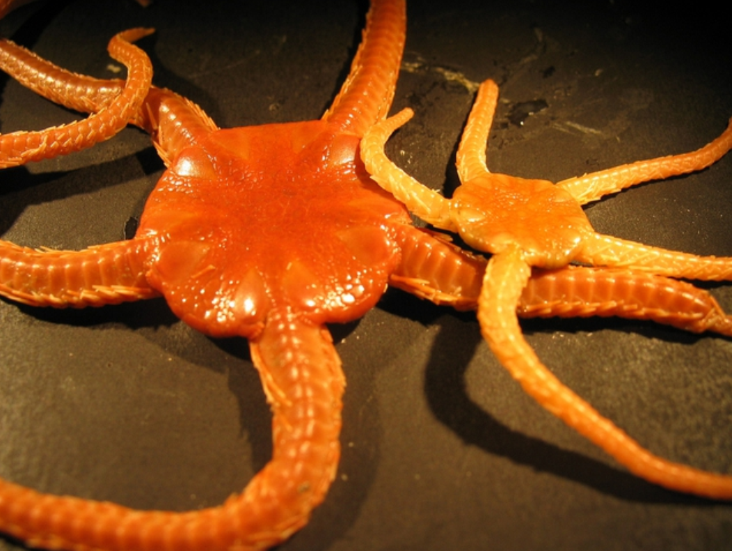  p>海蛇尾(brittle star)的外形与 a target="_b
