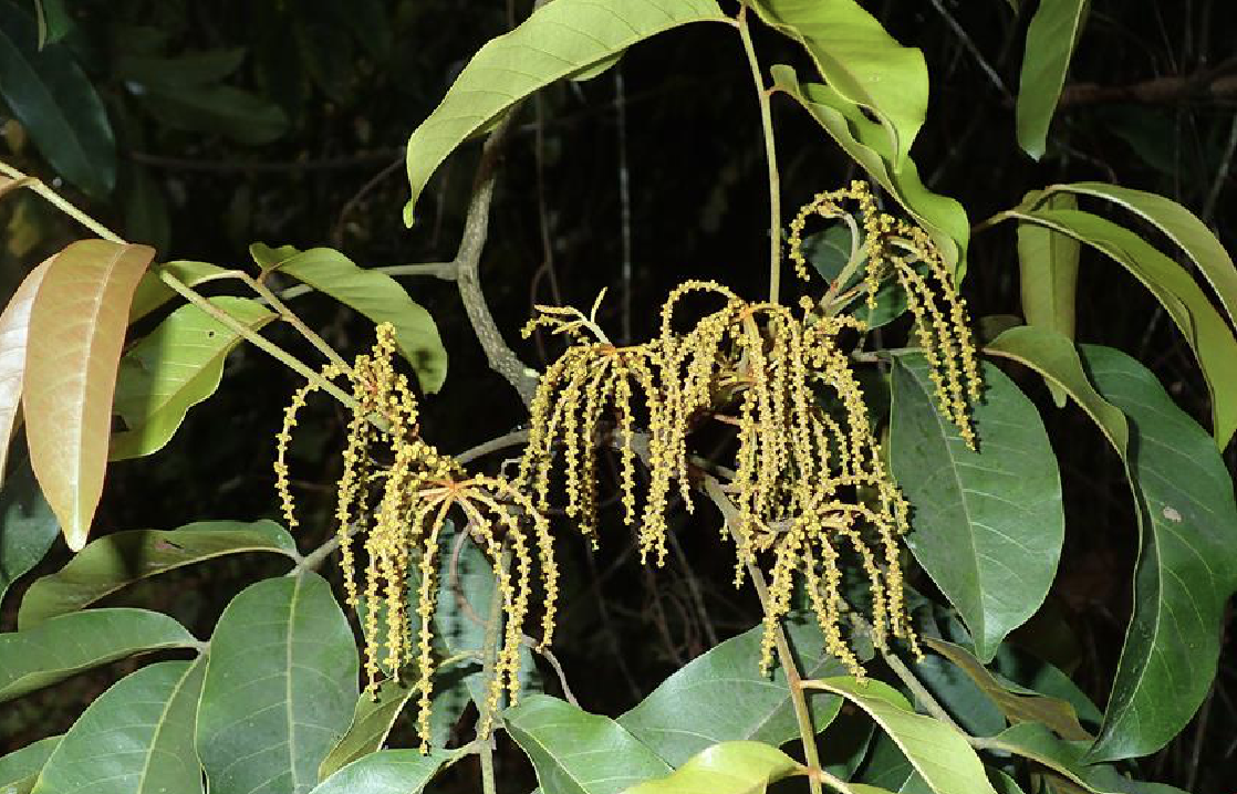  p>云南黄杞(学名: i>engelhardia spicata  /i>lesch. ex bl.