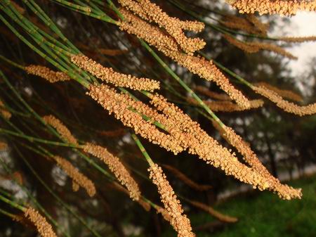  p>木麻黄科(学名: b>casuarinaceae /b>&nbsp;r. br.