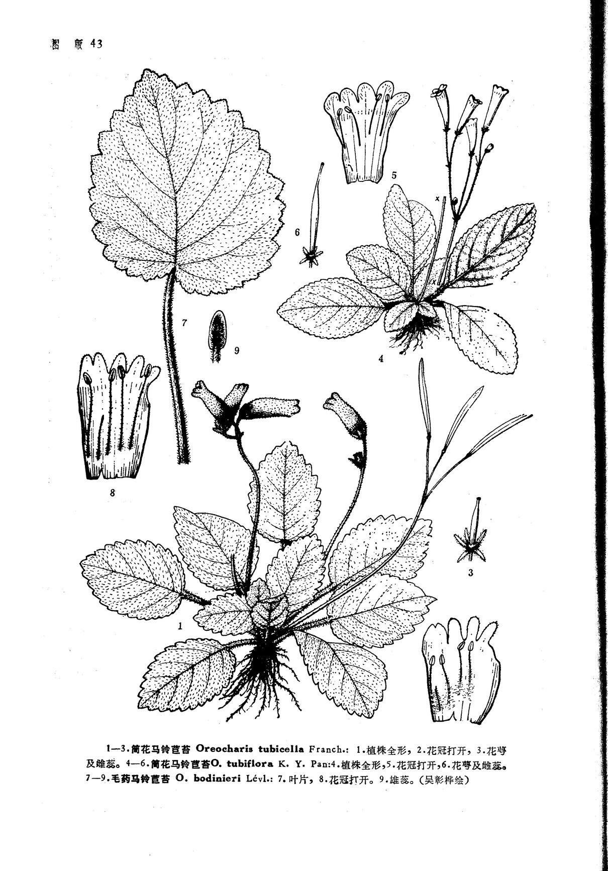 p>筒花苣苔属,学名briggsiopsis k. y.