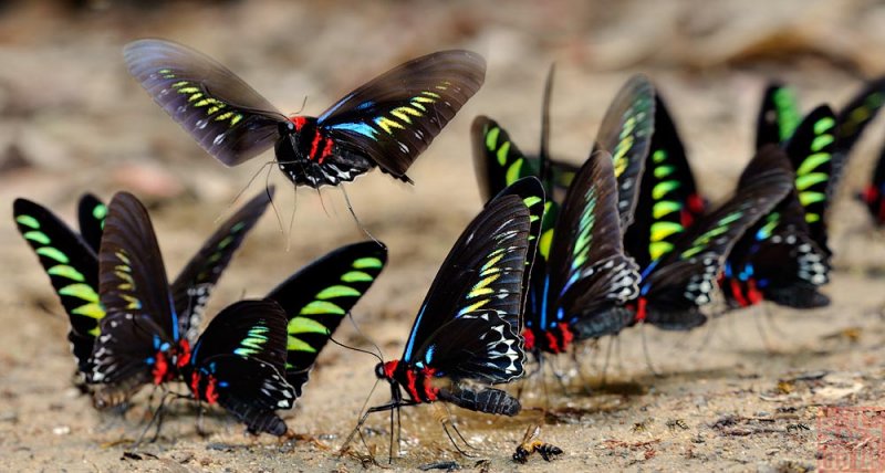  p>翠叶红颈凤蝶(学名: i>trogonoptera brookiana /i>)是凤蝶科红颈