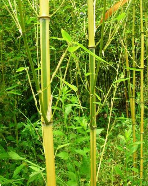  p>别名黄竹,禾本科,产 a target="_blank" href="/item/云南/206207"