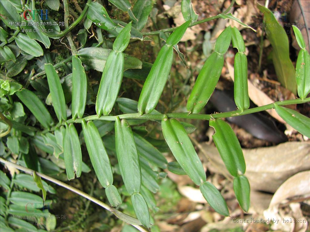  p> b>上树蜈蚣 /b>(学名: i>rhaphidophora lancifolia /i>):是单子