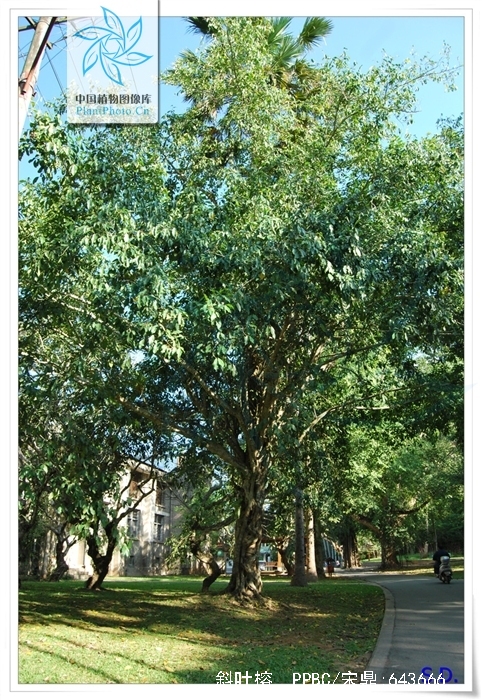  p>斜叶榕(学名: i>ficus tinctoria /i> subsp.  i>gibbosa  /i>(bl.