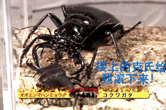 大王虎甲