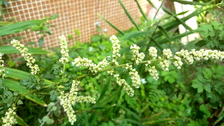  p>白苞蒿(学名: i>artemisia lactiflora /i> wall. ex dc.