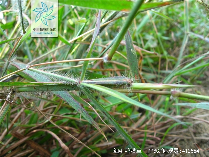  p>细毛鸭嘴草(学名: i>ischaemum ciliare retzius)是禾本科,鸭嘴草