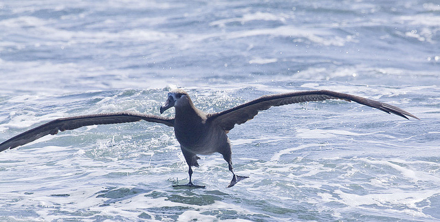 科 /a>下的一种大型 a target="_blank" href="/item/海鸟/3589123"