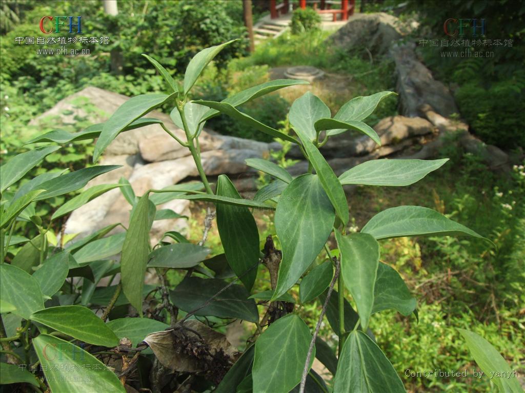  p>树参属(学名:dendropanax decne. et planch.