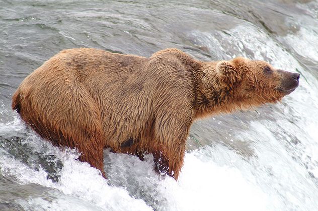  p>阿拉斯加棕熊(学名: i>ursus arctos alascensis /i>)阿拉斯加南部